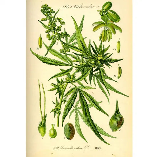 "Cannabis Sativa Botanical Illustration" poster カナビスポスター #16
