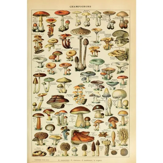 Champignons Pour Tous - Adolphe Millot poster ポスター #13