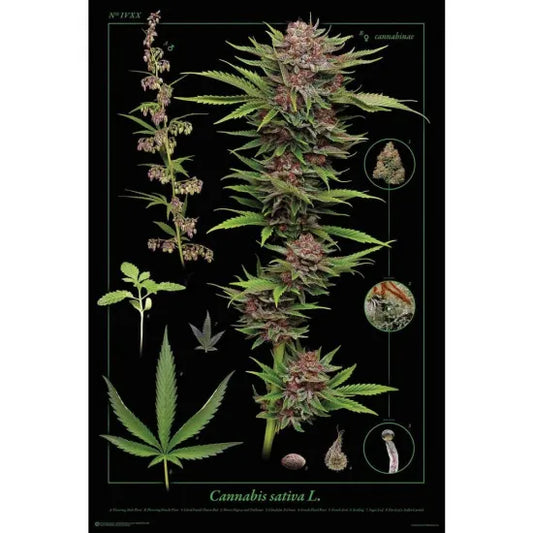 Cannabis Anatomy poster ポスター #45